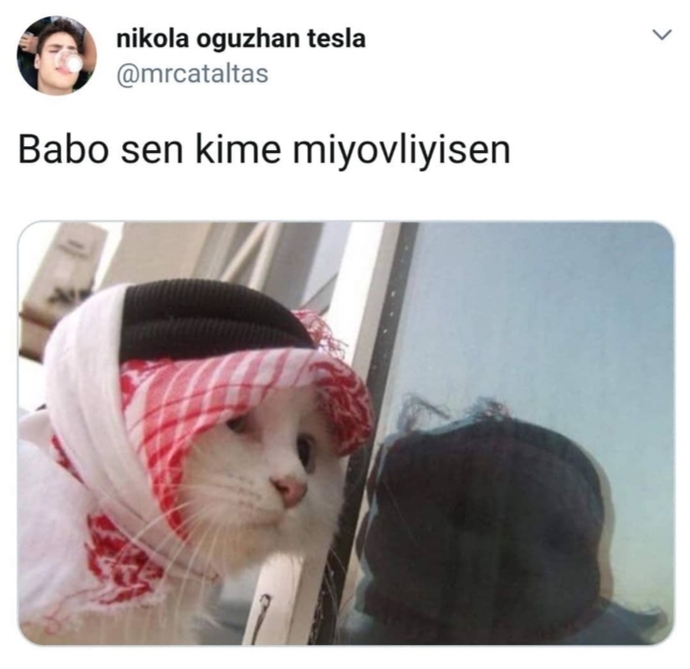 Keşke dilini anlayabilsem dediğiniz bir hayvan türü var mı?