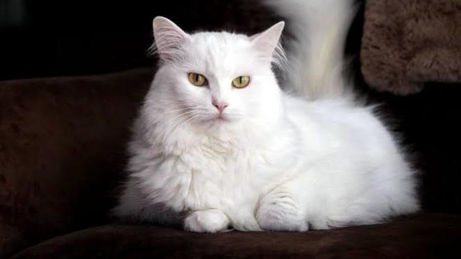 Bir kedi olsaydın, hangi tür olurdun?