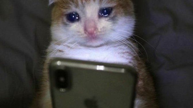 Çirkin kedi diye bir şey var mıdır?