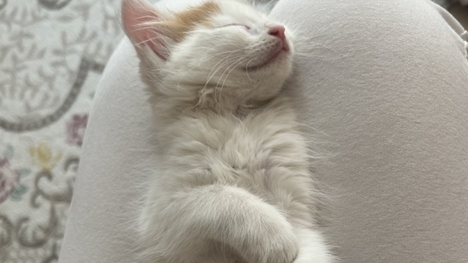 Sokaktan yavru kedi bulduk, kuma alışmıyor. Ne yapabilirim?