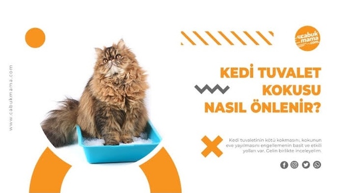 Evdeki kedi kokusuna çözüm olarak ne yapabilirim?