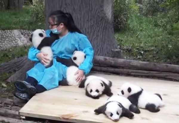 Panda kucaklama işinde çalışmak ister miydiniz?