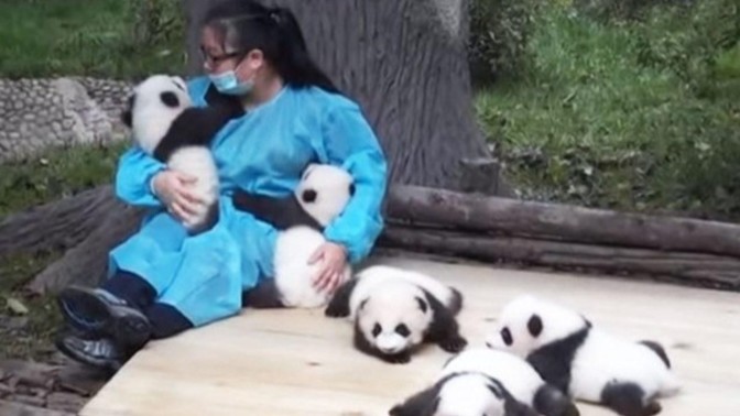 Panda kucaklama işinde çalışmak ister miydiniz?