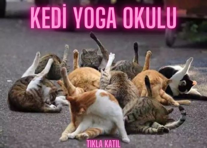 Yoga okulu açsaydım katılır mıydınız?