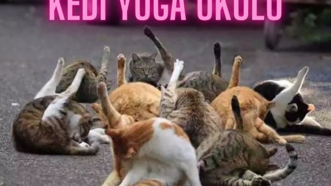 Yoga okulu açsaydım katılır mıydınız?