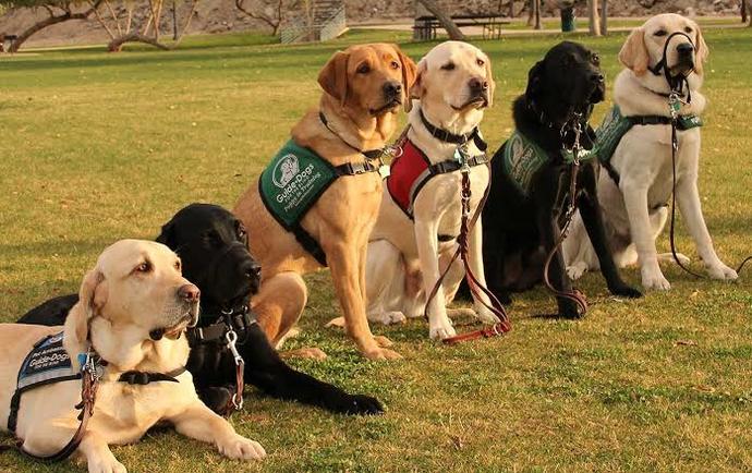 Rehber köpekler günü dolayısıyla siz de bir sosyal mesaj vermek ister misiniz?