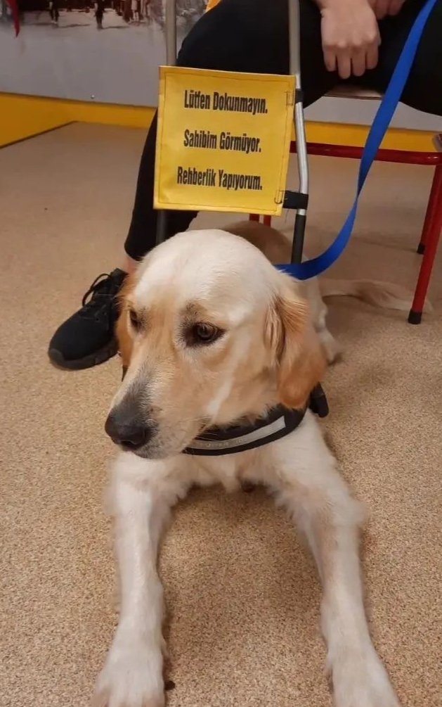 Rehber köpekler günü dolayısıyla siz de bir sosyal mesaj vermek ister misiniz?