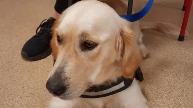 Rehber köpekler günü dolayısıyla siz de bir sosyal mesaj vermek ister misiniz?