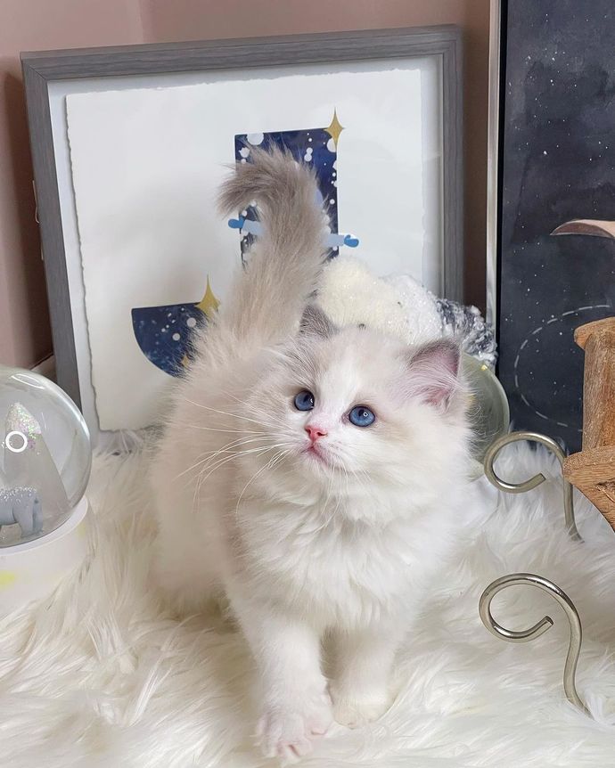 Hangi renk kediler daha güzel?