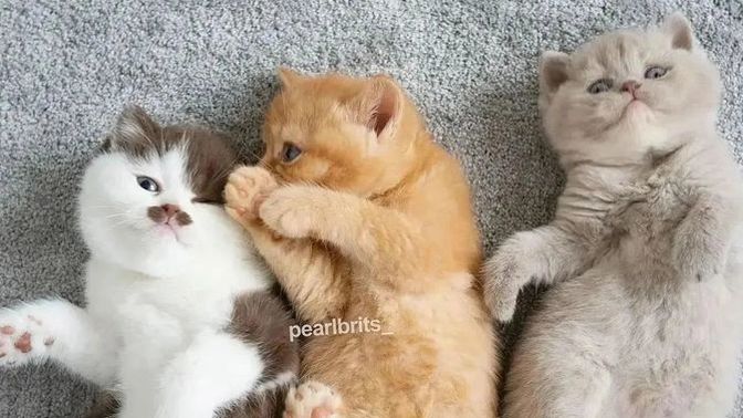 Hangi renk kediler daha güzel?