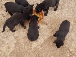 bunlardan birisini almak istiyorum elbette bu da dişi olacak
