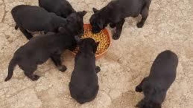 Arkadaşlar Solid Black Alman bekçi köpeği hakkında bilgisi olan var mı?