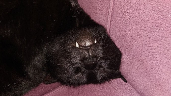 Vampir biriyle sevgili olmak ister miydiniz?