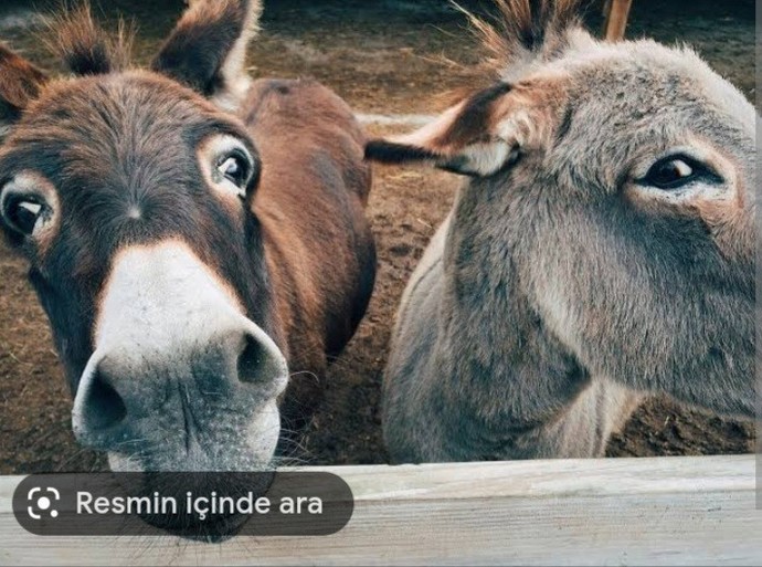 Sinirli biri misiniz?