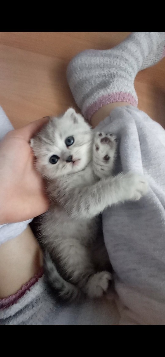 Bu dişi kedi için isim önerir misiniz 🌼?