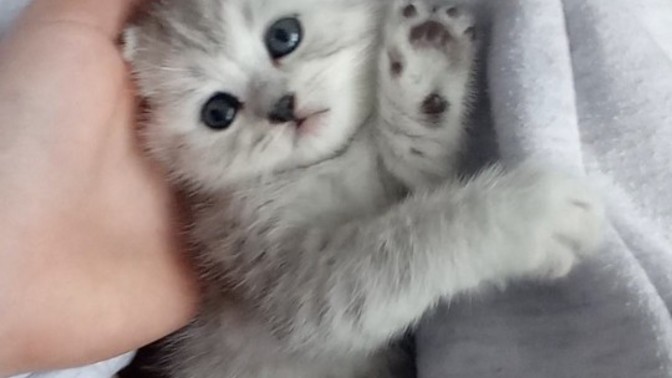 Bu dişi kedi için isim önerir misiniz 🌼?