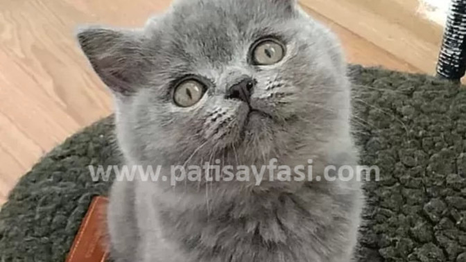 British Shorthair Sahiplenme?