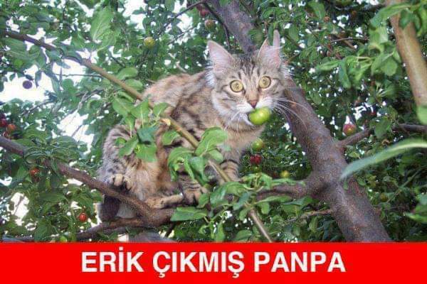 Erik sezonunu açtınız mı?