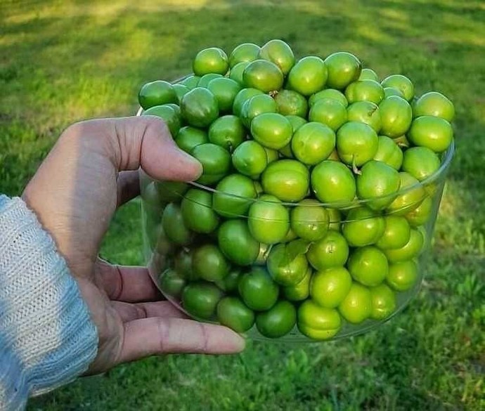 Manitadan çiçek yerine erik istesem olur mu🙄?