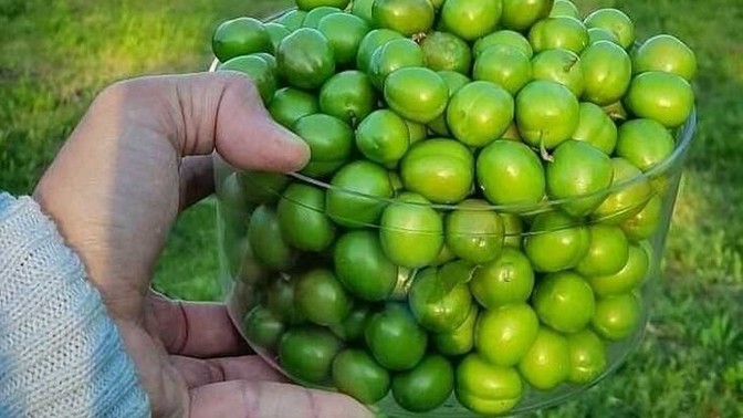 Manitadan çiçek yerine erik istesem olur mu🙄?