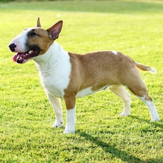 Kurt köpeği beslediniz mi?