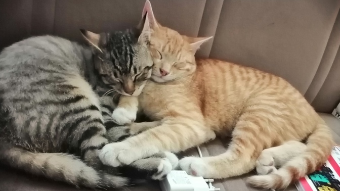 Çok sevdiğim kedim melek oldu, bunun acısı geçer mi?