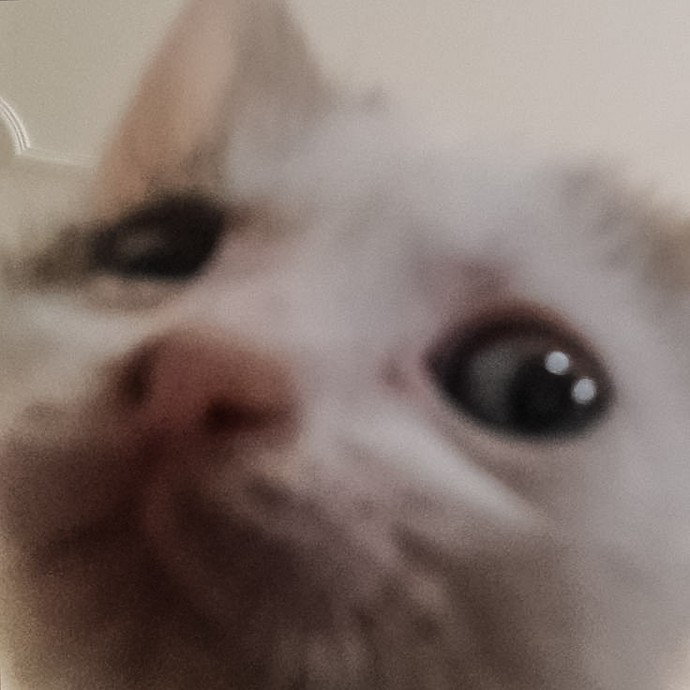 Mesajlaşırken aslan kesilen buluşunca kedi mi kesilir?