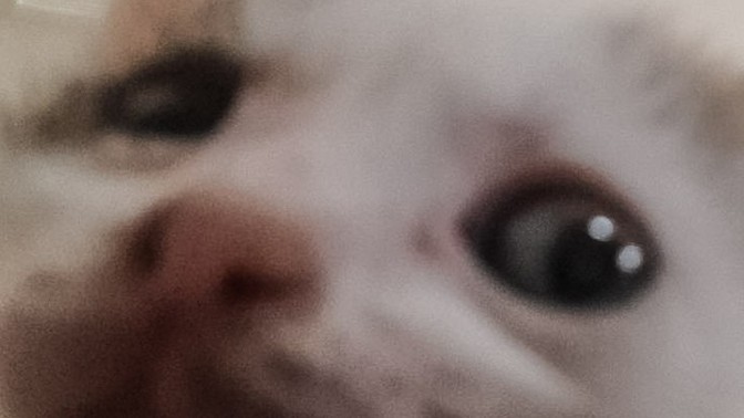 Mesajlaşırken aslan kesilen buluşunca kedi mi kesilir?
