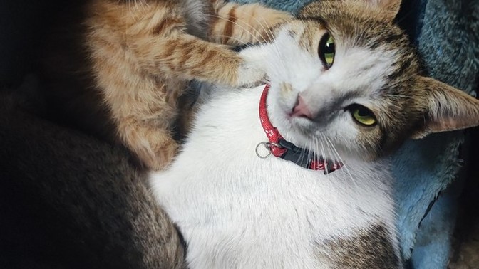 Hiç yavru kedi bulup sahiplendin mi?