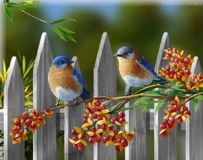 Birds sound