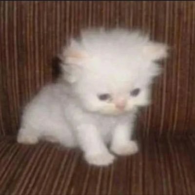 Kızlar neden kedi delisi?