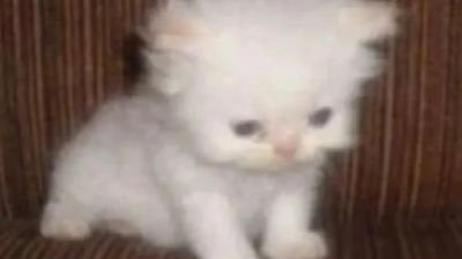 Kızlar neden kedi delisi?
