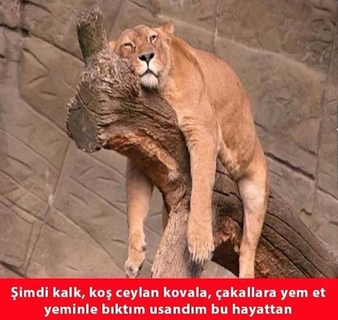 Genel olarak bıkan mısın, bıktıran mı 😄?