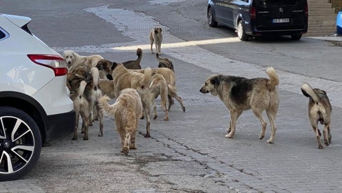 Başı Boş Sokak Köpekleri İçin Nasıl Bir Çözüm Öneriyorsunuz?