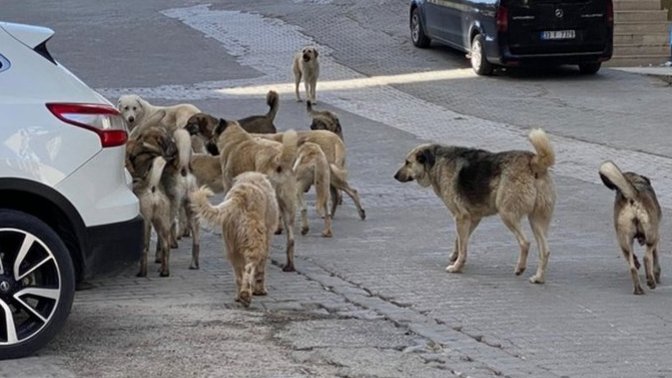 Başı Boş Sokak Köpekleri İçin Nasıl Bir Çözüm Öneriyorsunuz?