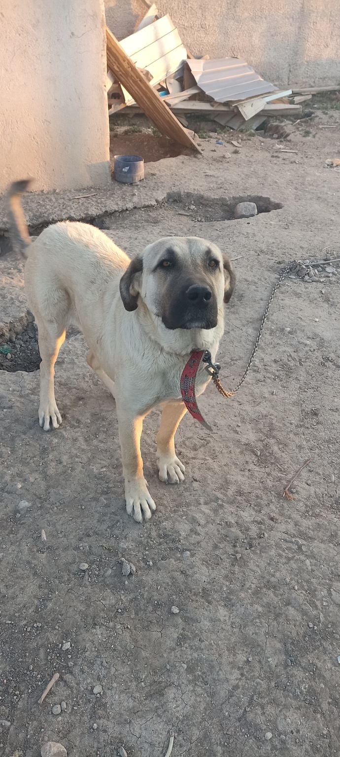 Köpekleri sever misiniz?