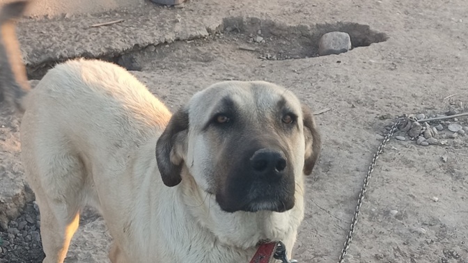 Köpekleri sever misiniz?