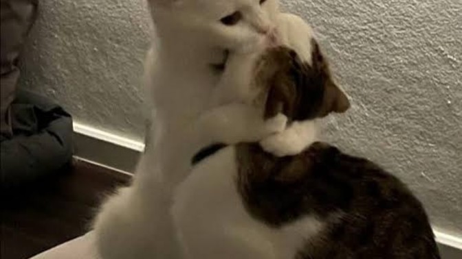 Sevgiliyi nereden öpmek daha cazip💋?