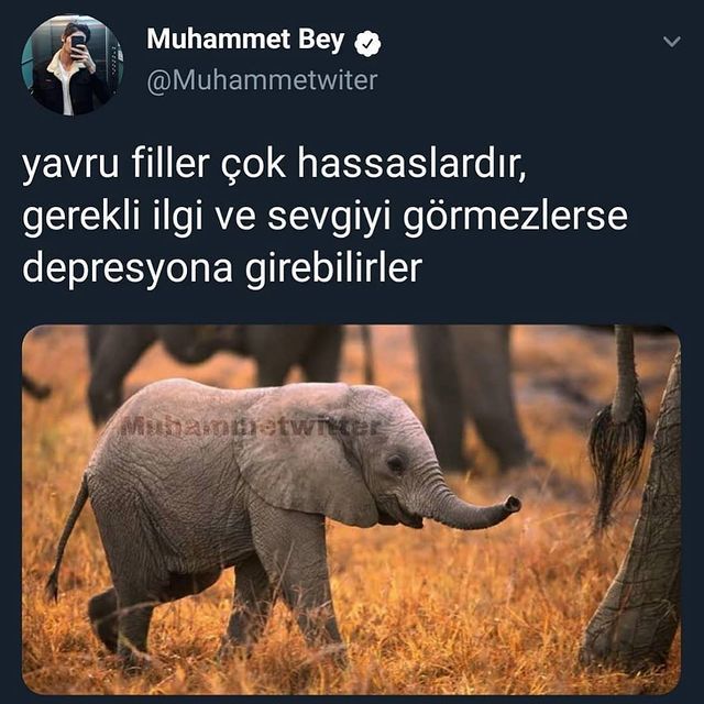 Yavru filler gerekli ilgi ve sevgiyi görmezse depresyona girebilirlermiş. Sizin için yavru fil diyebilir miyiz?