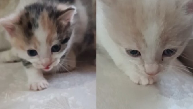 Meleklerime kendileri gibi güzel isim bulabilir miyiz?