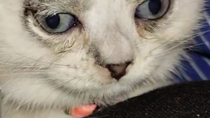 Yavru kedi aldım saatlerdir böyleyiz yatağına gitmiyor alışmadı koynumdan çıkarınca ağlıyo yenı anneden ayrıldı nasıl alışır?
