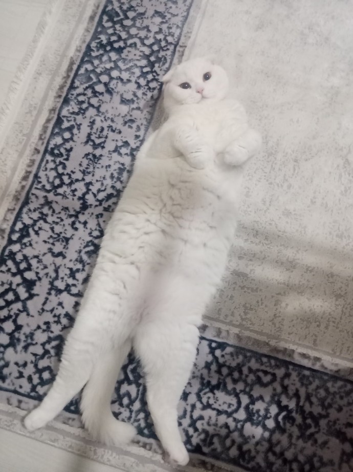 Ben bunu nasıl hareketli hale getiririm?