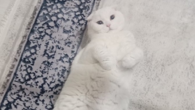 Ben bunu nasıl hareketli hale getiririm?