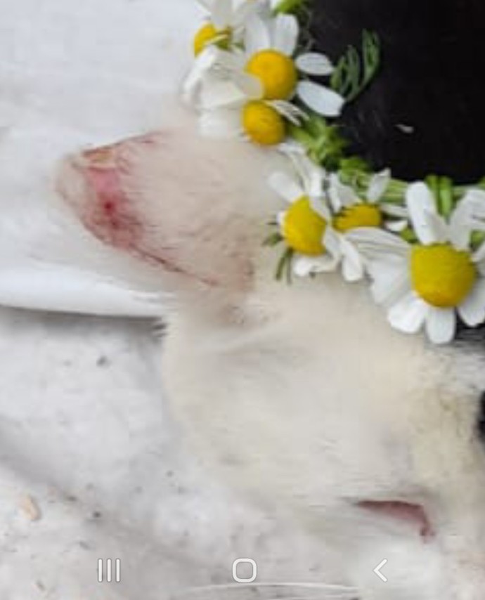 Bu kedinin rahatsıligi sizce ne olabilir. Kulağı neden böyle?