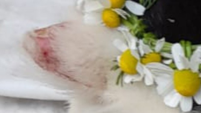 Bu kedinin rahatsıligi sizce ne olabilir. Kulağı neden böyle?