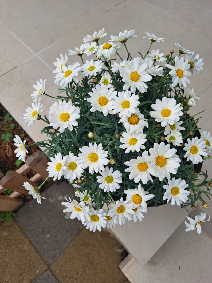 🌼