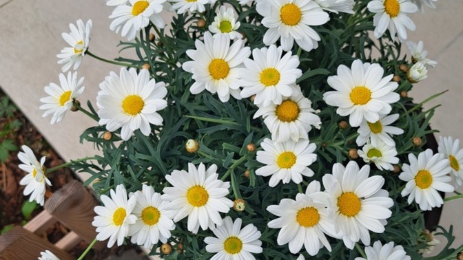 Herkese günaydınlar, bugün hıdırellez. Planlarıniz neler bakalim? Kimler nelerle ugrasiyor?