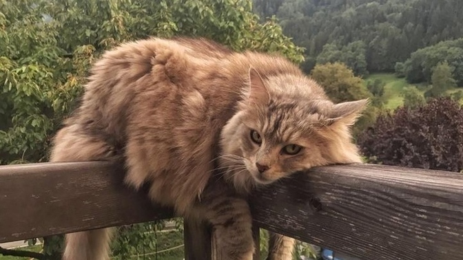 Böyle bir kedin olsaydı adını ne koyardın?