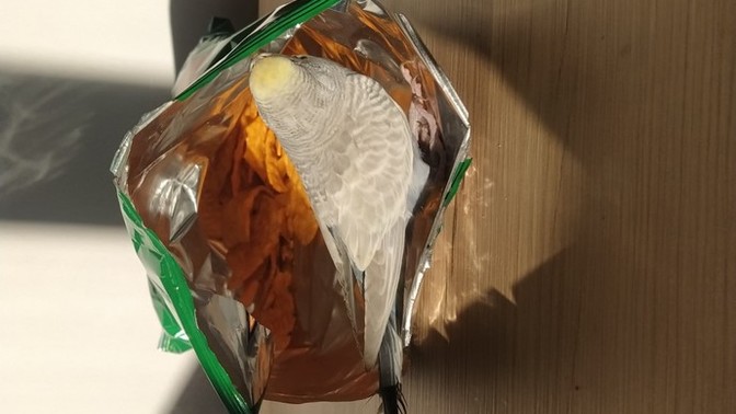 Kuşumu nasıl kendime alıştırıcam?