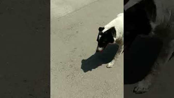 Köpek beslemek zor mu?